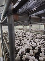 팜모닝 기타작물·영농일지 게시글 이미지