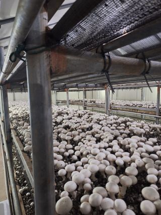 임영택님의 기타작물 · 영농일지 작성글 사진