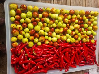 구평쿠키요정님의 고추 · 영농일지 작성글 사진