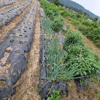 초록하늘별님의 상추 · 영농일지 작성글 사진