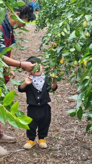 오학봉(멀티팜)님의 기타작물 · 영농일지 작성글 사진
