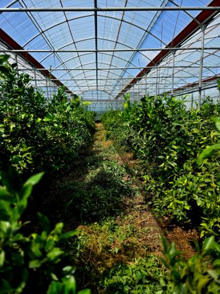 민성종묘(감귤묘목)님의 귤 · 영농일지 작성글 사진