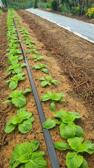 백창석님의 배추 · 영농일지 작성글 사진