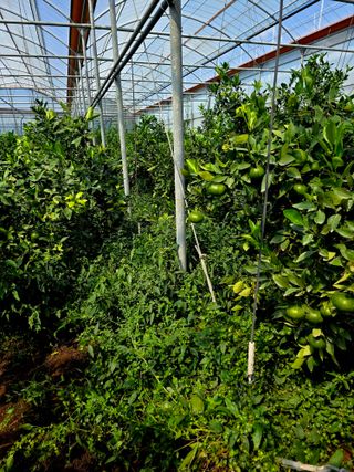 민성종묘(감귤묘목)님의 귤 · 영농일지 작성글 사진