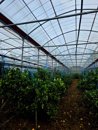 민성종묘(감귤묘목)님의 귤 · 영농일지 작성글 사진