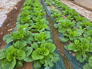 정정치님의 벼 · 영농일지 작성글 사진