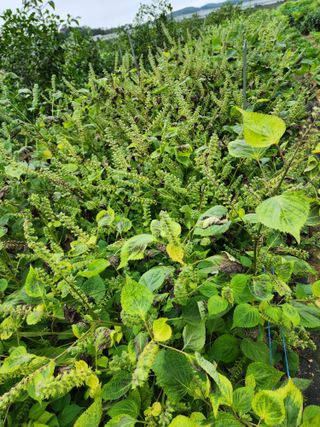 조선된장님의 들깨 · 영농일지 작성글 사진