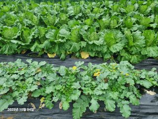 권병☆님의 배추 · 영농일지 작성글 사진