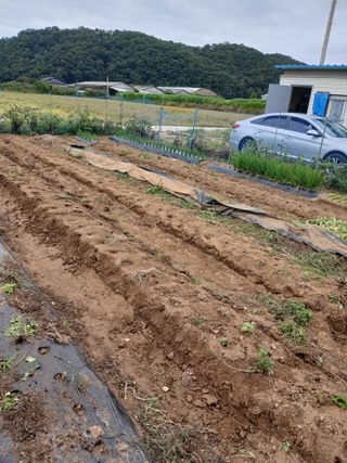 백영호님의 기타작물 · 영농일지 작성글 사진