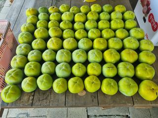 홍보배님의 감 · 영농일지 작성글 사진