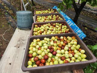 알 수 없음님의 기타작물 · 영농일지 작성글 사진