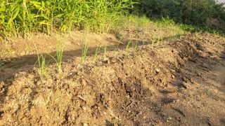 장석오님의 기타작물 · 영농일지 작성글 사진