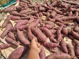 원인호님의 고구마 · 영농일지 작성글 사진