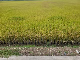 김춘성님의 기타작물 · 영농일지 작성글 사진