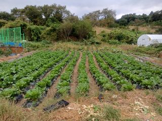 김진현님의 배추 · 영농일지 작성글 사진