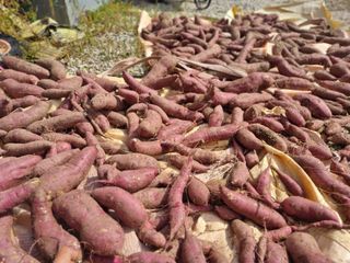 원인호님의 고구마 · 영농일지 작성글 사진