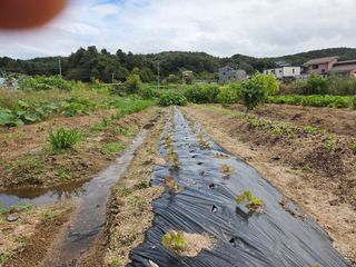 김윤회님의 상추 · 영농일지 작성글 사진