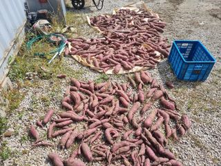 원인호님의 고구마 · 영농일지 작성글 사진