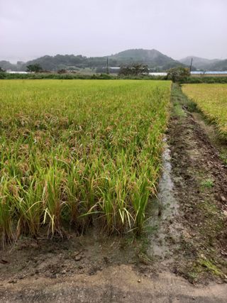 포도7969님의 벼 · 영농일지 작성글 사진