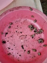 팜모닝 배추·영농일지 게시글 이미지