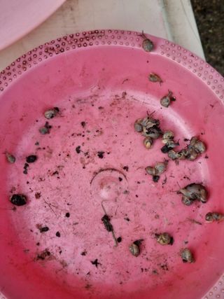 박경선님의 배추 · 영농일지 작성글 사진