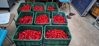 골드래곤님의 고추 · 영농일지 작성글 사진