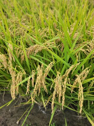 김춘성님의 기타작물 · 영농일지 작성글 사진