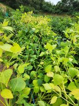 팜모닝 들깨·영농일지 게시글 이미지