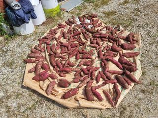 원인호님의 고구마 · 영농일지 작성글 사진