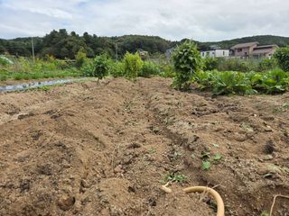 김윤회님의 상추 · 영농일지 작성글 사진