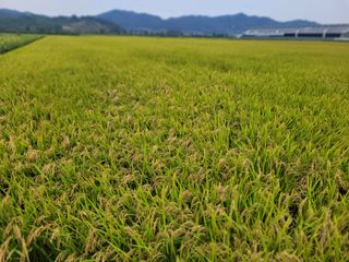 김춘성님의 기타작물 · 영농일지 작성글 사진