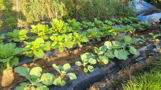 장석오님의 기타작물 · 영농일지 작성글 사진