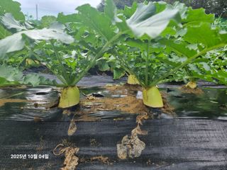 권병☆님의 배추 · 영농일지 작성글 사진