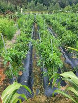 팜모닝 고추·영농일지 게시글 이미지