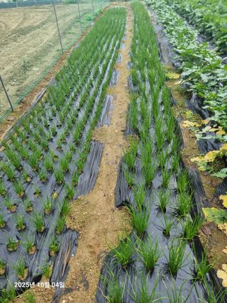 권병☆님의 배추 · 영농일지 작성글 사진