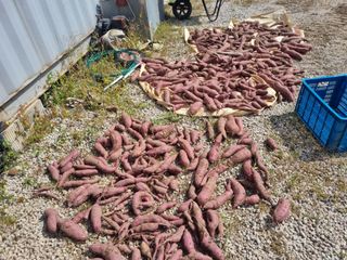 원인호님의 고구마 · 영농일지 작성글 사진