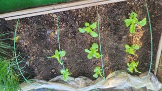 장석오님의 기타작물 · 영농일지 작성글 사진