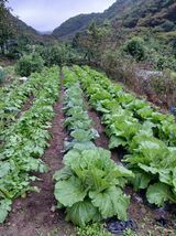 팜모닝 기타작물·영농일지 게시글 이미지