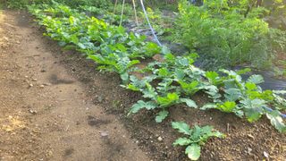 장석오님의 기타작물 · 영농일지 작성글 사진