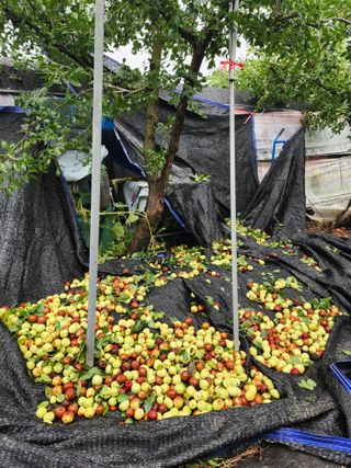 알 수 없음님의 기타작물 · 영농일지 작성글 사진