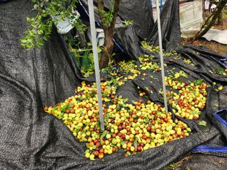 알 수 없음님의 기타작물 · 영농일지 작성글 사진