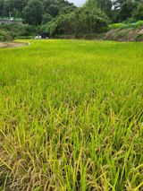 팜모닝 기타작물·영농일지 게시글 이미지