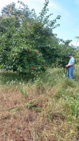 팜모닝 기타작물·영농일지 게시글 이미지