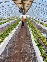 팜모닝 딸기·영농일지 게시글 이미지