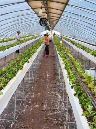 상월딸기 박명근님의 딸기 · 영농일지 작성글 사진