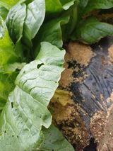 팜모닝 배추·영농일지 게시글 이미지