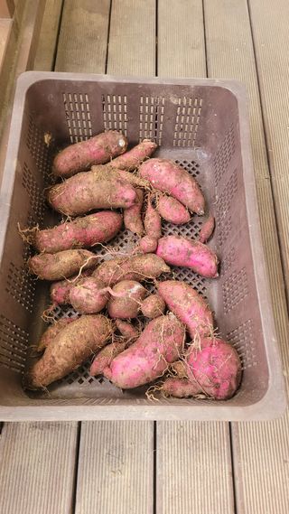 장석오님의 기타작물 · 영농일지 작성글 사진