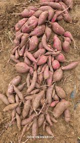 팜모닝 고구마·영농일지 게시글 이미지