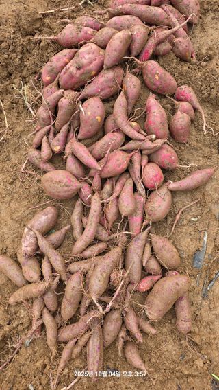 초보님의 고구마 · 영농일지 작성글 사진