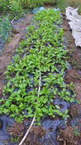 팜모닝 기타작물·영농일지 게시글 이미지